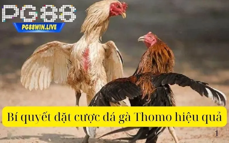 Bí quyết đặt cược đá gà Thomo hiệu quả