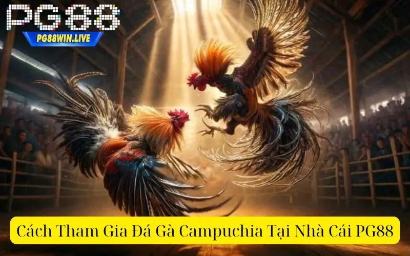 Cách Tham Gia Đá Gà Campuchia Tại Nhà Cái PG88