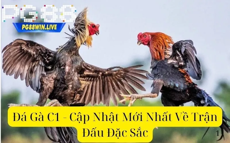 Đá Gà C1 - Cập Nhật Mới Nhất Về Trận Đấu Đặc Sắc