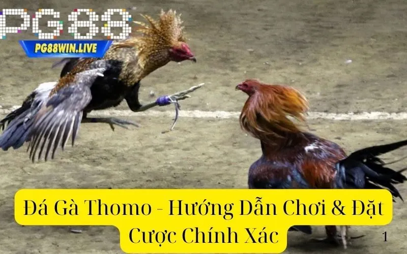 Đá Gà Thomo - Hướng Dẫn Chơi & Đặt Cược Chính Xác