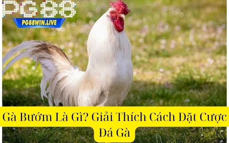 Gà Bướm Là Gì? Giải Thích Cách Đặt Cược Đá Gà