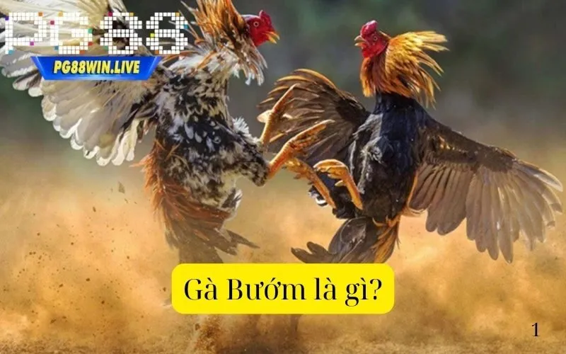 Gà Bướm là gì?