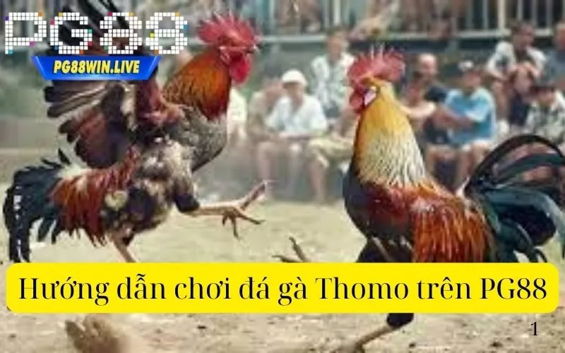 Hướng dẫn chơi đá gà Thomo trên PG88