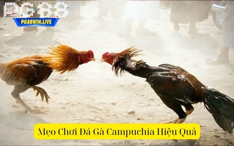 Mẹo Chơi Đá Gà Campuchia Hiệu Quả