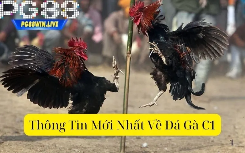 Thông Tin Mới Nhất Về Đá Gà C1