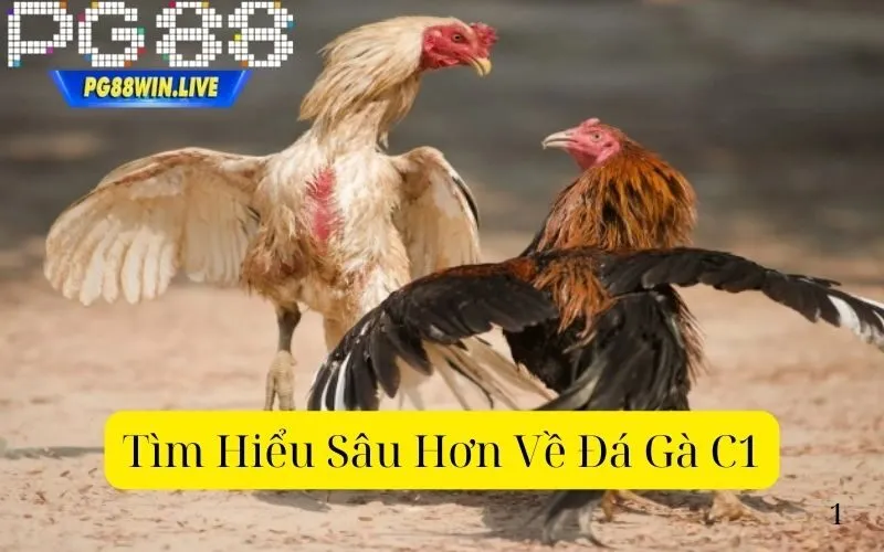 Cách Nuôi Gà Đá - Bí Quyết Nuôi Gà Đá Mạnh Mẽ & Khỏe Mạnh