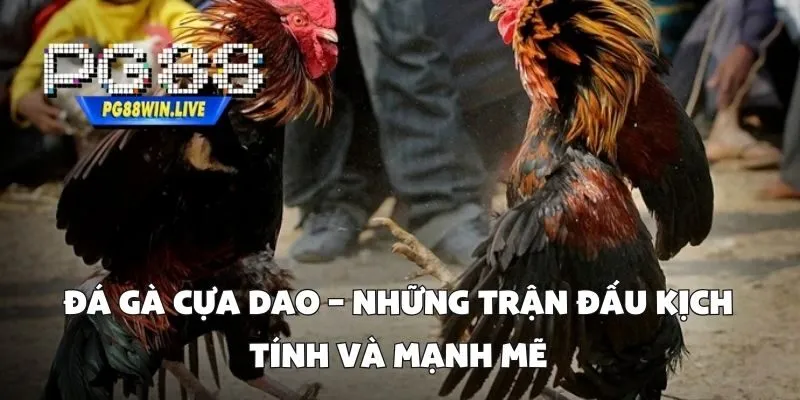 Đá Gà Cựa Dao
